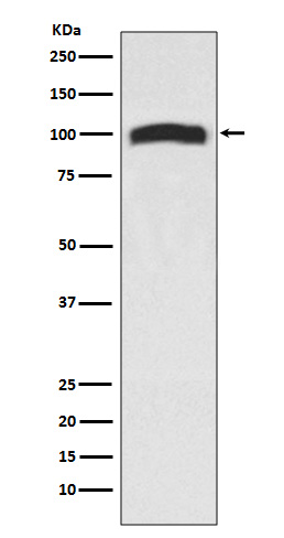 VAV2 Rabbit mAb