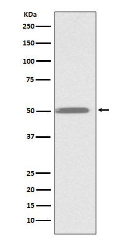 ILK Rabbit mAb