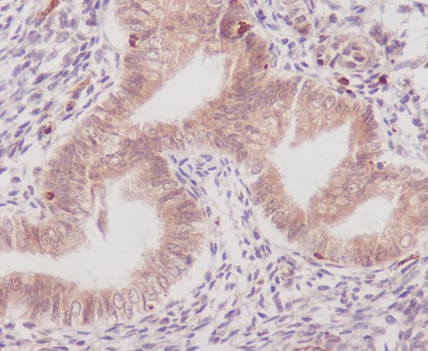 COX1 Rabbit mAb