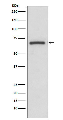 COX1 Rabbit mAb