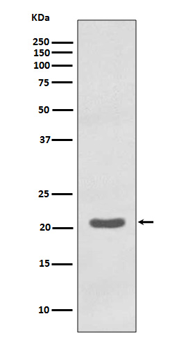 MTCO2 Rabbit mAb