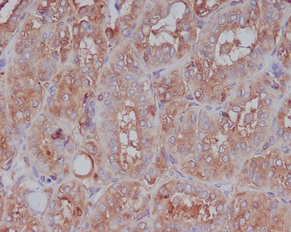 Moesin Rabbit mAb