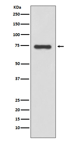 Moesin Rabbit mAb