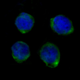 CD14 Rabbit mAb