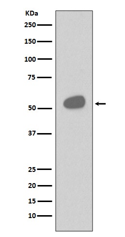 CD14 Rabbit mAb