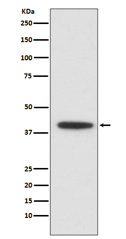 CEBP alpha Rabbit mAb