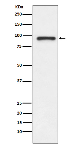 TOP1 Rabbit mAb