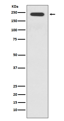 JAG1 Rabbit mAb