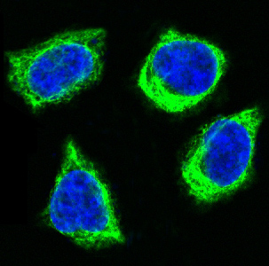 Cytochrome C Rabbit mAb