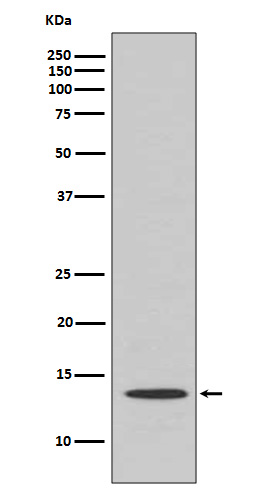 Cytochrome C Rabbit mAb