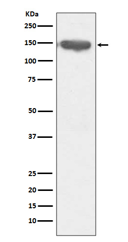 CD13 Rabbit mAb