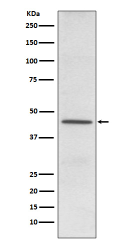 CD38 Rabbit mAb