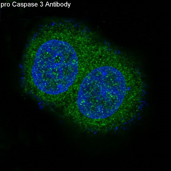 pro Caspase 10 Rabbit mAb