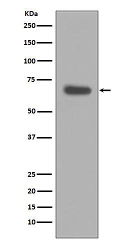 pro Caspase 10 Rabbit mAb