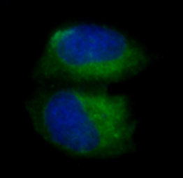 pro Caspase 3 Rabbit mAb