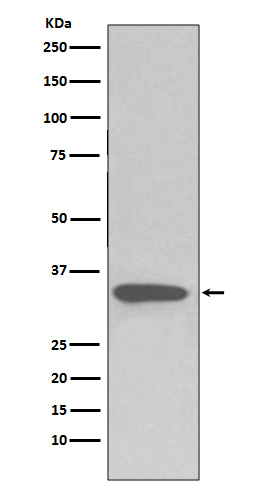 pro Caspase 3 Rabbit mAb