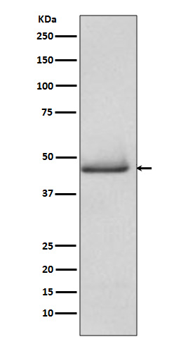 pro Caspase 9 Rabbit mAb