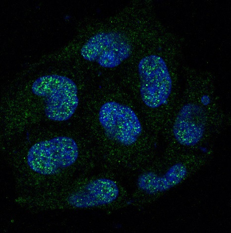 Caspase-8 Rabbit mAb