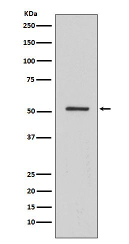 HNF-4-alpha Rabbit mAb