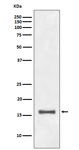 Histone H3 (di methyl K9) Rabbit mAb