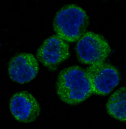 ATG5 Rabbit mAb