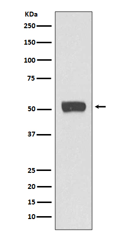 ATG5 Rabbit mAb