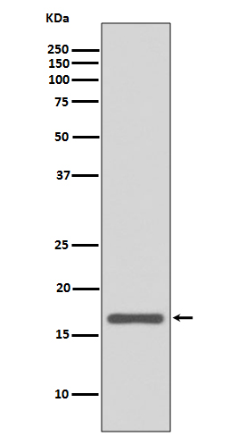 AGR2 Rabbit mAb