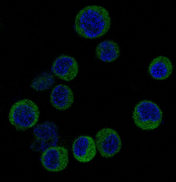 IRF3 Rabbit mAb