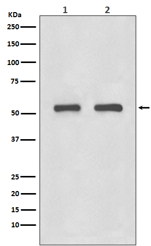 IRF3 Rabbit mAb