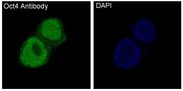 Oct4 Rabbit mAb