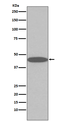 Oct4 Rabbit mAb