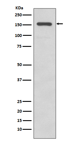 Integrin alpha 2 Rabbit mAb