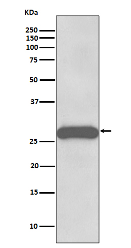 PPP1R1A Rabbit mAb