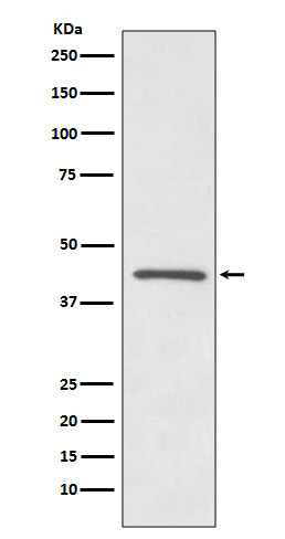 OPRD1 Rabbit mAb