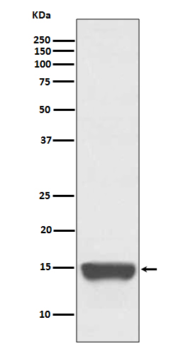 TWEAKR Rabbit mAb