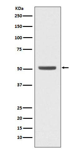 E2F2 Rabbit mAb