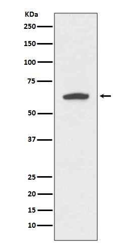 Cytokeratin 9 Rabbit mAb