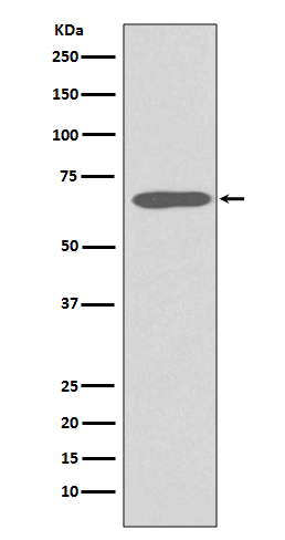 Cytokeratin 1 Rabbit mAb