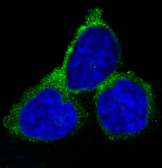 RAB7 Rabbit mAb