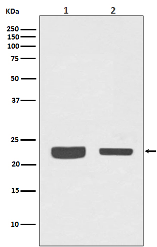 RAB7 Rabbit mAb