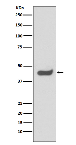 SOX1 Rabbit mAb