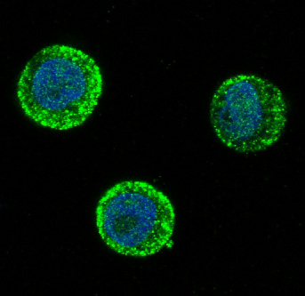 SOX10 Rabbit mAb