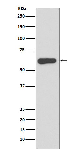 SOX10 Rabbit mAb