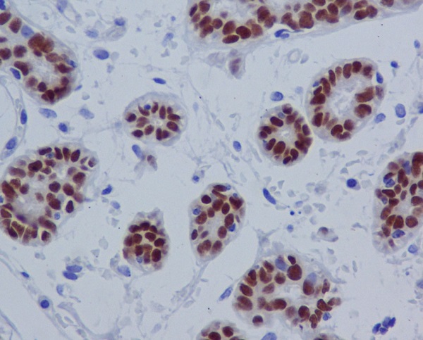 SOX10 Rabbit mAb