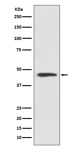 Cyclin B2 Rabbit mAb