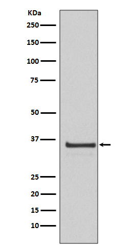 Cyclin H Rabbit mAb