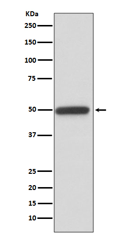 Cyclin A2 Rabbit mAb