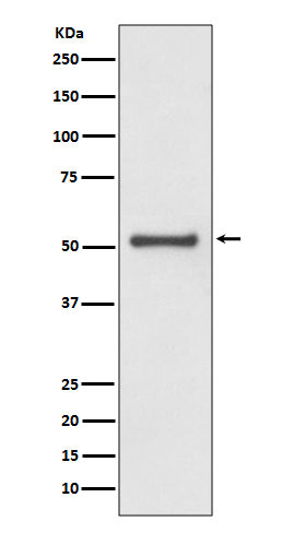 TRAF2 Rabbit mAb