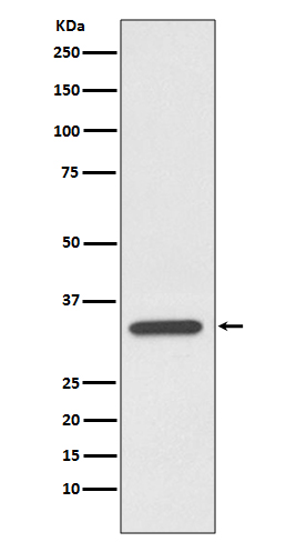 pro Caspase 7 Rabbit mAb