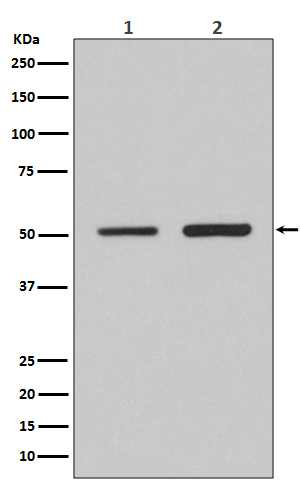 IRF2 Rabbit mAb